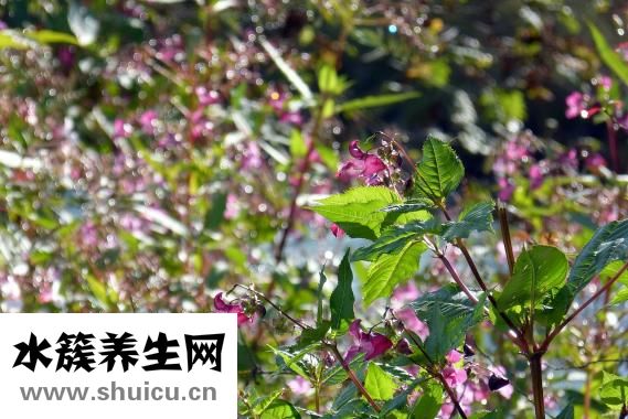 抽脂要多少