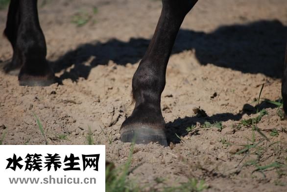 小腿粗怎么减