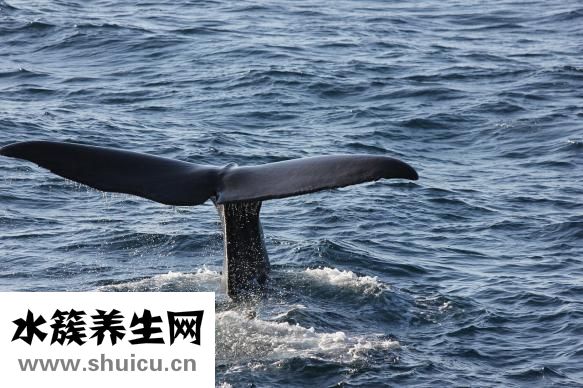 人鱼线是什么