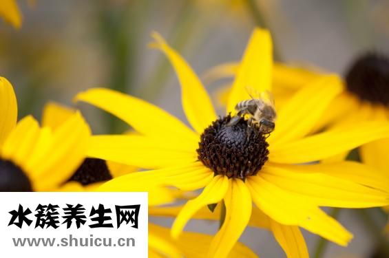 孕妇感冒咳嗽怎么办
