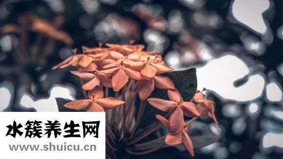 文竹叶子发黄怎么办