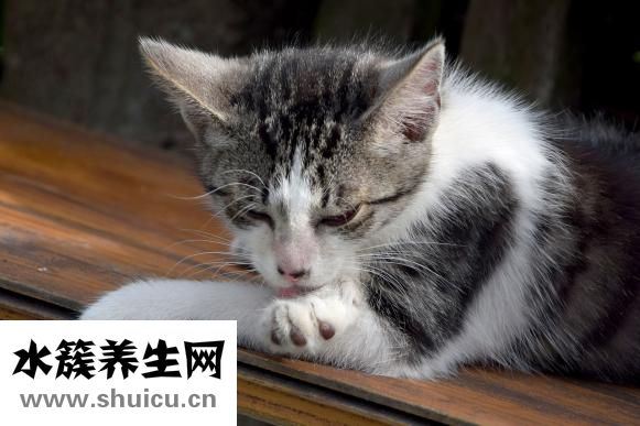 宠物怎么托运