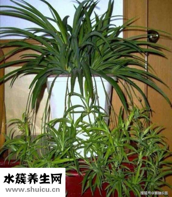 吊兰怎么养