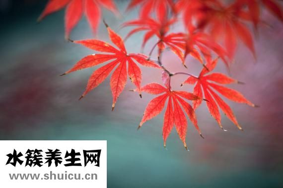 五行属金的字有哪些