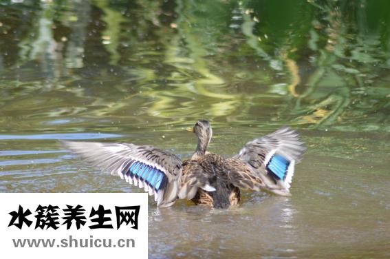 天空为什么是蓝色的
