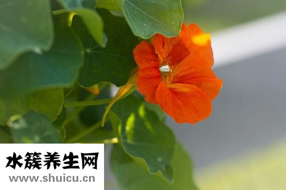 丙烯颜料怎么洗
