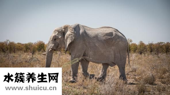 撸猫是什么意思