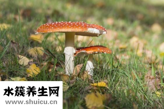 拌面怎么做