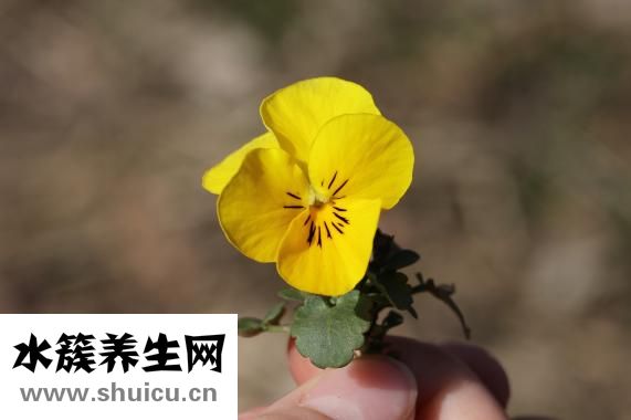 以马内利是什么意思