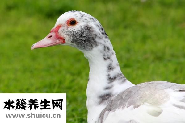 如何祛除脸上斑点