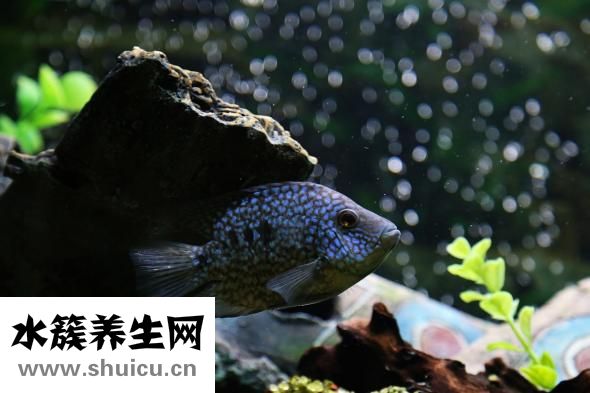 人鱼线是什么