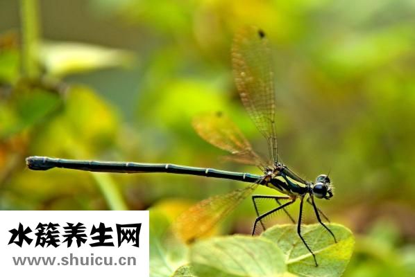 昆虫有哪些