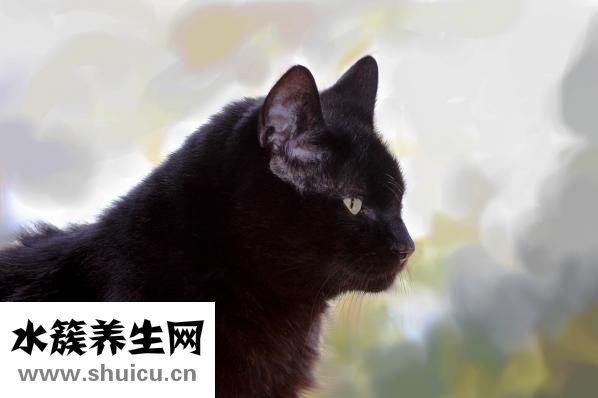什么是冷暴力