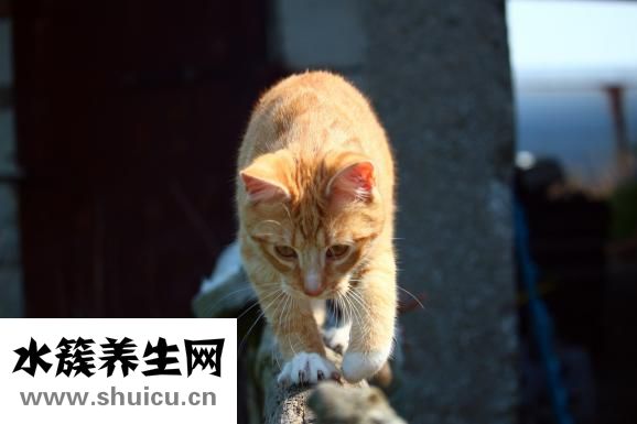 多宝鱼怎么杀