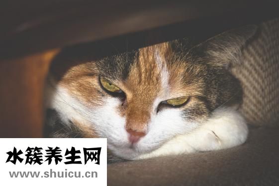 安抚奶嘴什么时候用
