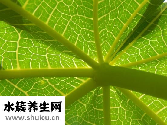 产妇吃什么下奶