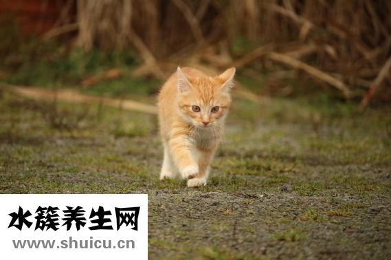 多宝鱼怎么杀