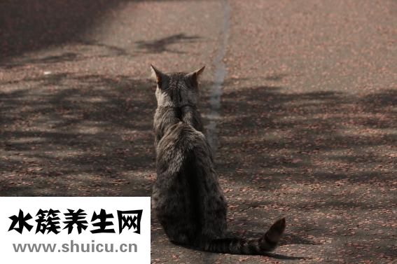 如何谈恋爱