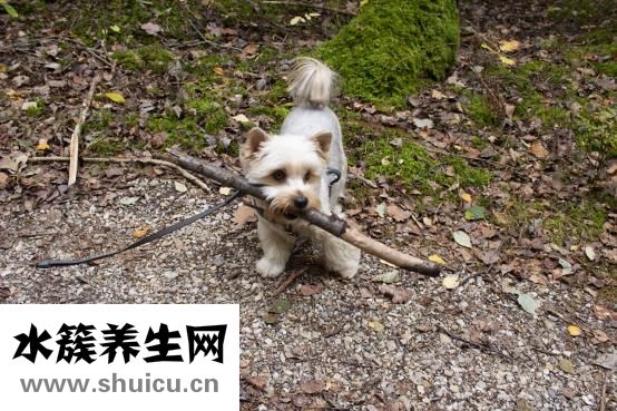 儿童口腔溃疡怎么办