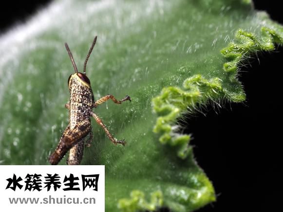 什么水果降火