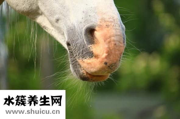 感冒鼻塞吃什么药