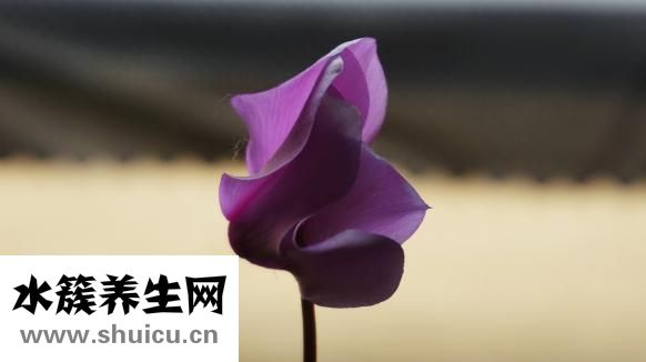 唐氏筛查什么时候做