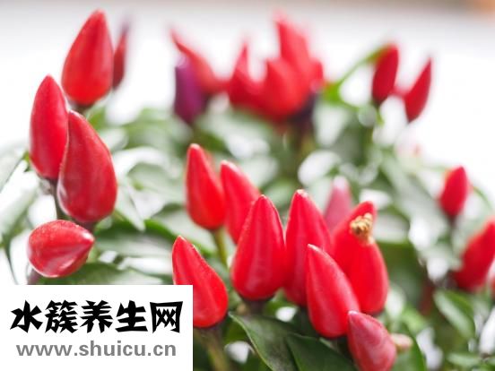 手被辣椒辣了怎么办