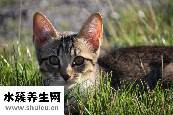 多宝鱼怎么杀