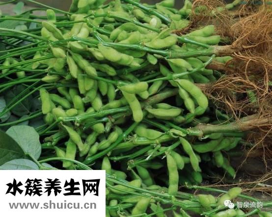 如何煮毛豆