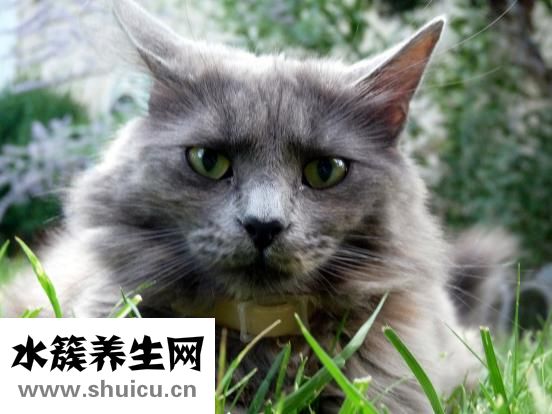 双开是什么意思
