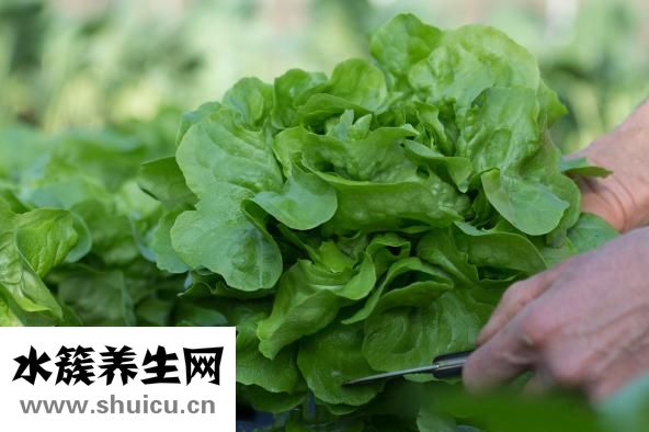 吃什么丰胸