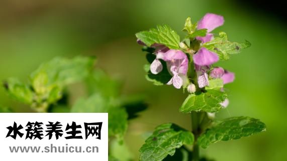 什么的田野