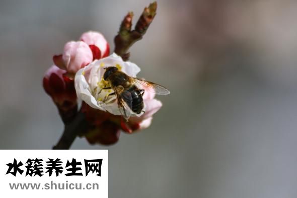 便秘吃什么
