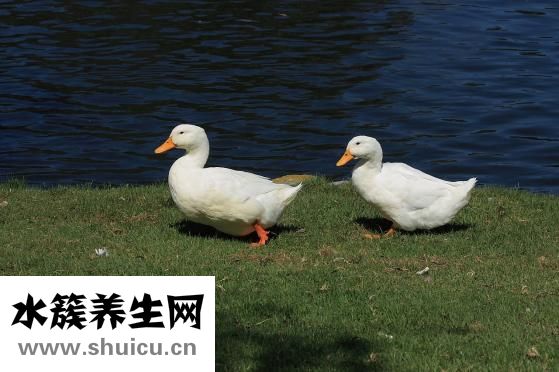 小鸭子吃什么