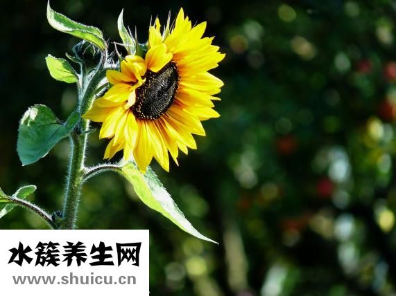 补脑的食物有哪些