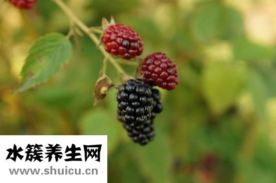 补脑的食物有哪些