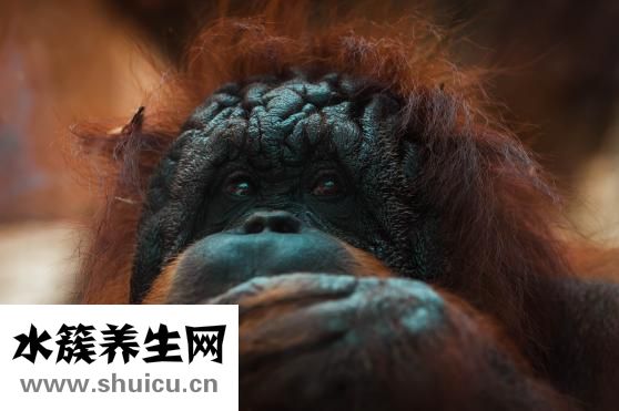 激光脱毛费用多少