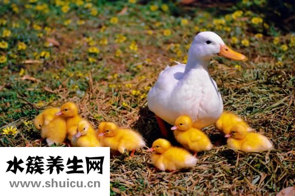 鸡宝是什么