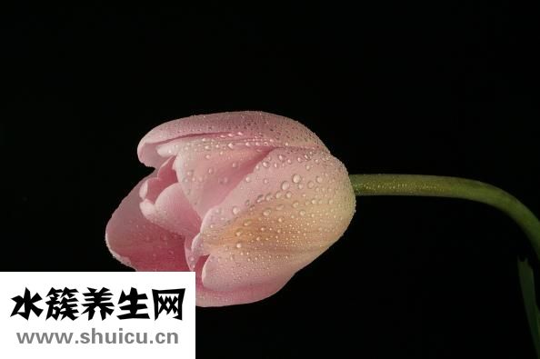 明胶是什么