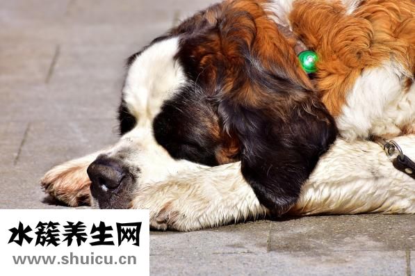 隆鼻假体材料有哪些