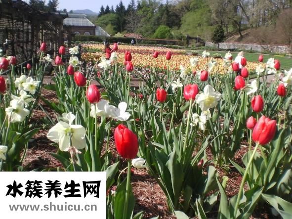 包菜怎么炒