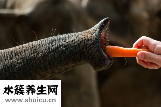 狮子头怎么做