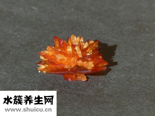 干红葡萄酒怎么喝