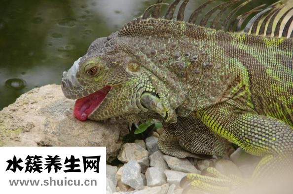 舌头发黑是怎么回事