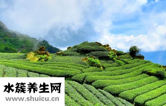 如何开茶叶店