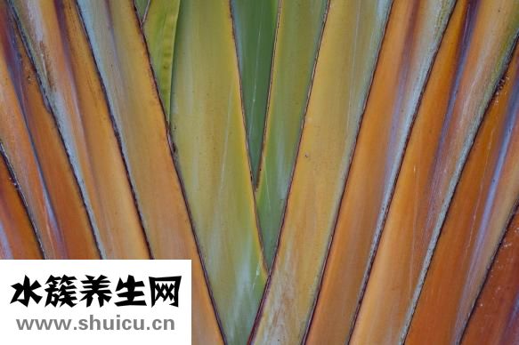 肠炎吃什么好