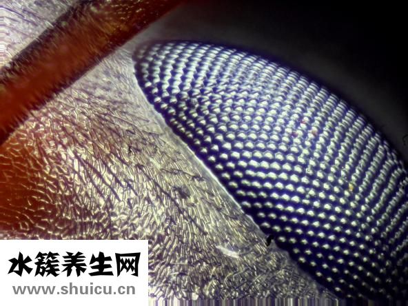 怎么样去黑眼圈