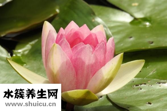 如何煲鸡汤