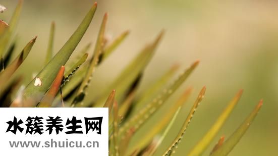 怎么样可以祛斑