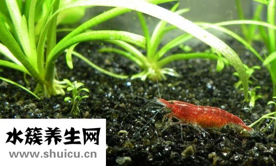 对虾怎么做好吃